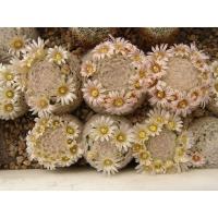 ราคา M4088 Mammillaria lasiacantha SB500 (10 เมล็ด) เมล็ดพันธุ์ กระบองเพชร แคคตัส แมมมิลลาเรีย เพาะเมล็ด แคคตัส Cactus (12803468716)