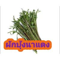 ราคา เมล็ดผักบุ้งนาไทยก้านแดง (25257252851)