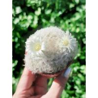 ราคา แมมขนนกขาว ดอกสีขาว Mammillaria plumosa (10773037178)