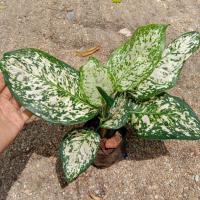 ราคา ต้นอัญมณีขาว อโกลนีมา ไม้มงคล (20316197851)