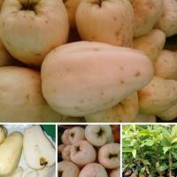 ราคา ต้นชมพู่มะเหมี่ยวขาว เพาะเมล็ด (6037273585)