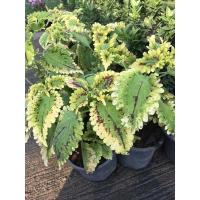 ราคา ต้นฤษีผสมใบใหญ่สามสีColeus (22313726284)