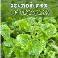 ราคา ต้นวอเตอร์เครส Watercress หรือ สลัดน้ำ (40650523727)