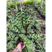 ราคา คล้ากาเหว่าลาย กระถาง8“ (19793940115)