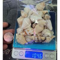 ราคา เปลือกหอยทะเล เปลือกหอยตกแต่ง เปลือกหอยทำโมบาย หอยเบี้ยขนาด3-3.5ซม. 100-120 กรัม (51350161450)