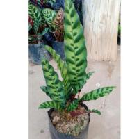 ราคา คล้ากาเหว่าลาย ไม้ใบมงคล กระถาง 8 นิ้ว (7606588360)