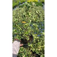 ราคา หัวใจเศรษฐี สาริกาด่างไทรด่าง กระถาง5-6นิ้ว #ไทรใบด่างรูปหัวใจ #หัวใจเศรษฐี #ไทรด่างรูปหัวใจ หรือ #สาริกาด่าง (41775200290)