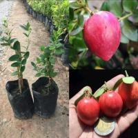 ราคา ต้นมะม่วงหาวมะนาวโหญี่ปุ่น (ต้นพันธุ์แบบเตี้ย) (51101986116)