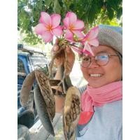 ราคา ลีลาวดี ขายเมล็ดพันธุ์1ชุด50บาทบรรจุ60เมล็ด (24511222685)