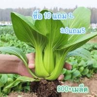 ราคา เมล็ดพันธุ์ กวางตุ้งฮ่องเต้ ผักกวางตุ้งพันธุ์ฮ่องเต้ 800+เมล็ด [10 แถม 2] (21681044046)