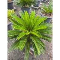 ราคา ปรงญี่ปุ่น ความสูงประมาน 45-50 เซ็น ต้นจริง จัดส่งแบบถอดกระถาง (3243773173)