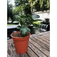 ราคา ไม้มงคล ต้นช้อนเงินช้อนทอง พร้อมส่ง ทั้งกระถาง (6851082993)