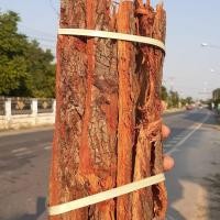 ราคา ต้น สีเสียด เคี้ยวหมาก สีเสียด ปลากัด ลักษณะ ต้น สีเสียด (56900984897)