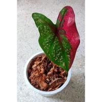 ราคา นางไหม บอนสี บอนนางไหม (13613635539)