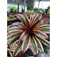 ราคา สับปะรดสีนีโอพีเคเตอร์ (42869074409)