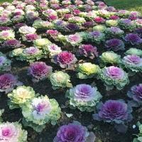 ราคา กะหล่ำปลีประดับ คละสี (ปูเล่) ผักสวนครัว Brassica Oleracea 30 เมล็ด (11518617978)