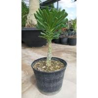 ราคา มะพร้าวทะเลทราย Gigas Cutting กิแกส มะพร้าวทะเลทราย ใบตัด (18127157924)