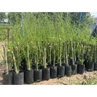 ราคา ไผ่กิมซุง ต้นแข็งแรง (6588997637)