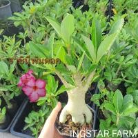 ราคา ต้นชวนชม สายพันธุ์ราชินีพันดอก ดอกสีชมพูชั้นเดียว ส่งแบบถอนต้นล้างราก (29443044895)