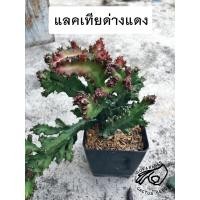 ราคา ยูโฟร์เบีย แลคเทีย ด่างแดง แลค เทีย ด่าง แดง แคคตัส ยูโฟเบีย Euphorbia Lactea Variegated ยูโฟร์เบีย กระบองเพชร (17505393868)