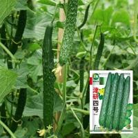 ราคา เมล็ดแตงกวาญี่ปุ่น 50 เมล็ด Japanese Cucumber (3191742438)