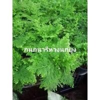 ราคา ต้นเฟิน กนกนารีปีกสกุณา , กนกนารีหางนกยูง (13807571783)