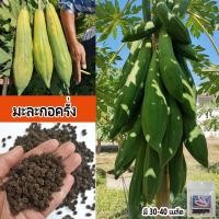 ราคา เมล็ดพันธุ์มะละกอครั่ง ผลดิบจะเป็นสีเขียว เนื้อในฉ่ำน้ำเส้นเนื้อจะเป็นสีขาวใส ทำเป็นส้มตำมะละกอ (24805441368)