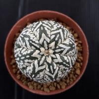 ราคา Cake Cactus Farm กระบองเพชร Asteria Astrophytum 'V type' แอสโตร วี (2733422056)