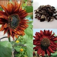 ราคา ทานตะวันสีแดง ดอกสีแดงสดใส ดอกสวยเหมือนกำมะหยี่ ชุดละ 20-25 เมล็ด (42604616573)