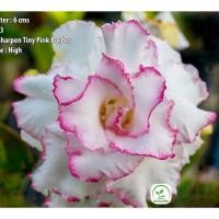 ราคา ต้นชวนชม ชวนชมดอกซ้อน ชวนชมดอกกุหลาบ ไม้มงคล ขนาดกระถาง 6 นิ้ว #BEAUTY QUEEN (26957153386)