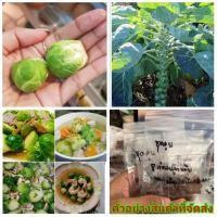 ราคา (ขาย เมล็ด ) ต้น เมล็ด กะหล่ำปลีดาว Star cabbage กะหล่ำปลี ดาว กระหล่ำปลี ดาว สวนเมล็ดพันธุ์หอมแบ่ง (9419202431)