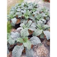 ราคา ต้นพันธุ์ เคลไดโน เคลไดโนเสาร์ ถุงดำ 29 บาท พร้อมปลูก Lacinato Kale ราชินีของผักใบเขียว dino kale เคลใบยาว ปลูกง่าย (26434235723)