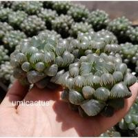 ราคา Haworthia OB1 Murasaki Obtusa ต้นไม้อวบน้ำฮาโวเทีย (จัดส่งแบบล้างรากค่า) (11705411843)