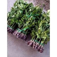 ราคา เมล็ด ขายกิ่งใหม่มะนาวแป้นสุขประเสริฐกิ่งละ 120 เพาะ กิ่งใหม่ 70 ถึง 80 cm ใหม่เพาะโตเร็วครับรับประ เพาะ (22240279710)