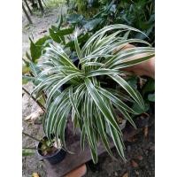 ราคา ต้นเศรษฐีเรือนนอก ไม้มงคล (15745849424)