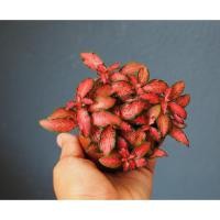 ราคา ต้นพรมออสเตรเลีย กระถาง 3นิ้ว (22854940603)