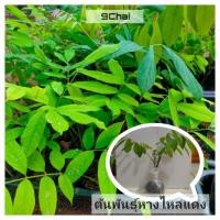 ราคา ต้นพันธุ์ หางไหลแดง โล่ติ้น 1 ต้น แข็งแรง พร้อมปลูก (25620338582)