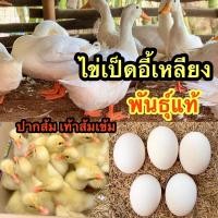 ราคา ไข่เป็ดอี้เหลียง (ไข่เชื้อสำหรับฟัก) 5ฟอง (20245900947)