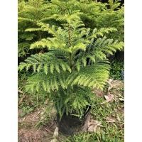 ราคา ต้นสนฉัตร (Norfolk island pines) (25322870035)