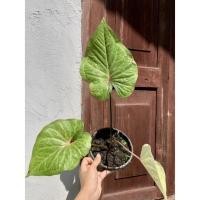 ราคา บอนสี caladium บอนสีลูกไม้จัดส่งตามภาพทักแชทมาดูต้นปัจจุบันได้ค่ะ (6757353096)