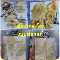 ราคา เชื้อเห็ดระโงก..ดอกแก่พ่อแม่พันธ์(สปอร์แห้งจากดอกแก่)เห็นผล100% (23272085033)