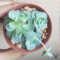 ราคา Succulent กุหลาบหิน (5187676)