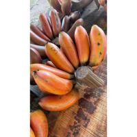 ราคา หน่อกล้วยนากชุด2หน่อ (26092446310)