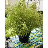 ราคา ไผ่แมว ไผ่เงิน หญ้าแมว ออแกนิก ปลูกเอง ต้นใหญ่ ไม่ใส่ปุ๋ยเร่งโต จำนวนจำกัด แมวชอบทาน ขจัดก้อนขน (16158771650)
