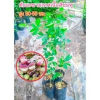 ราคา ต้นมะขามเทศ สูง 30-50 ซม.พันธุ์ฝักสีชมพูมีรสชาติ หวาน มัน อร่อยกว่าทุกพันธุ์ปลูกง่ายขายได้กำไรดี (23858219737)