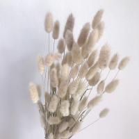 ราคา หญ้าหางกระต่าย สีธรรมชาติ (13521220439)