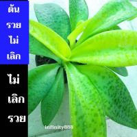 ราคา ต้นรวยไม่เลิก ออมชมพู ไหลมาด่างขาว ไหมมาชมพู นาคสำฤทธิ์ กวักมรกตดำ อัญมณี3สี (24266262259)