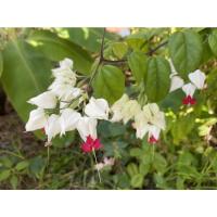 ราคา ต้นมังกรคาบแก้ว ต้นพวงแก้ว ไม้มงคล ไม้เลื้อย ต้นไม้ทำซุ้ม ไม้ดอก ออกดอกตลอดปี (11855872925)