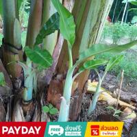 ราคา หน่อกล้วย หน่อกล้วยน้ำว้าพันธุ์เตี้ย หน่อแข็งแรง สมบูรน์ ทนแล้ง ตัดสดใหม่ตามออเดอร์ (43306059381)