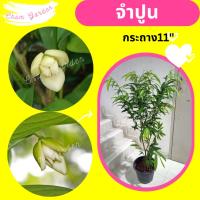 ราคา ต้นจำปูน ดอกหอม กระถาง 11 นิ้ว (9475449340)